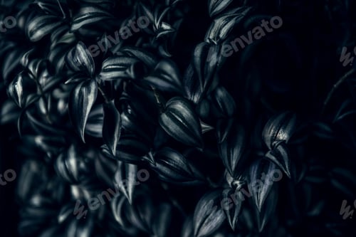 Preview: tradescantia zebrina plant dark background