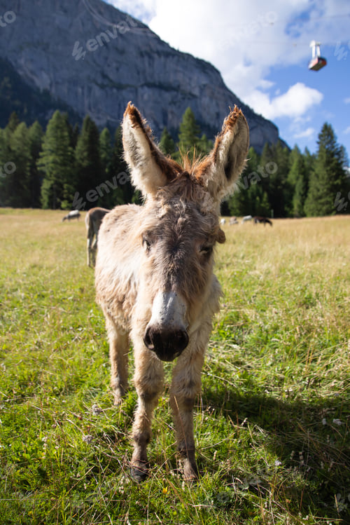 Preview: A donkey in the wonderful landscape of the Dolomites mountains, South Tyrol, Italy
