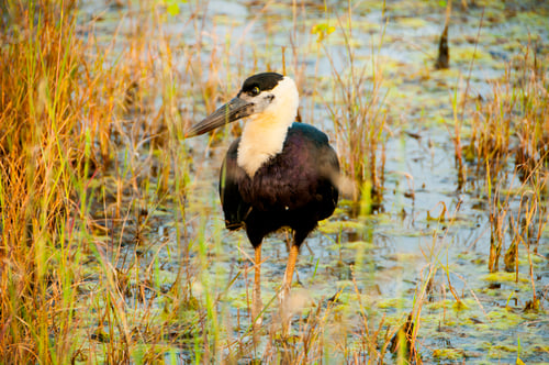 Preview: Woolly-necked stork or white necked stork, in the nature habitat, India.