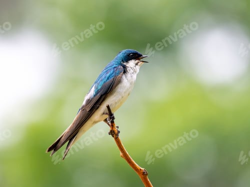 Preview: Low angle shot of a tree swallow perched on a tree branch on a sunny day
