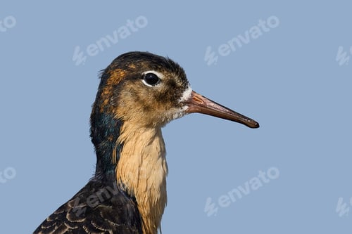 Preview: Ruff (Calidris pugnax)