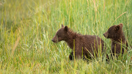 Preview: Grizzly Bear Cubs Rush to See where Mom went after getting Seperated