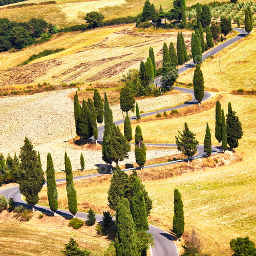 Preview: Cypress tree scenic road in Monticchiello near Siena, Tuscany, Italy.