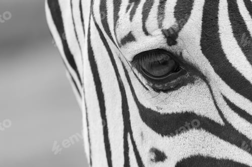 Preview: Closeup shot of the eye of a beautiful zebra with a blurred natural background