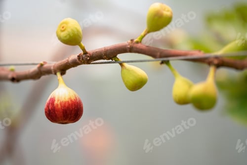 Preview: Fig Fruits with leaf on Figs tree. Beautiful sweet fresh organic figs in green house farm Healthy