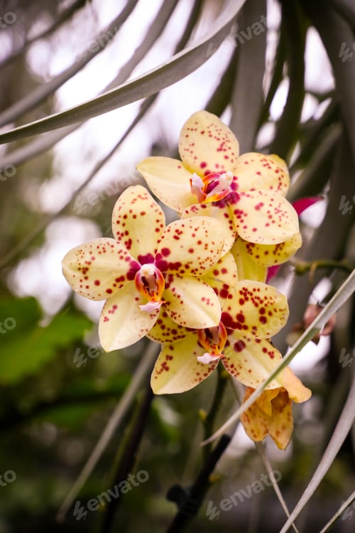 Preview: Yellow and red spotted orchid flowers natural background close up