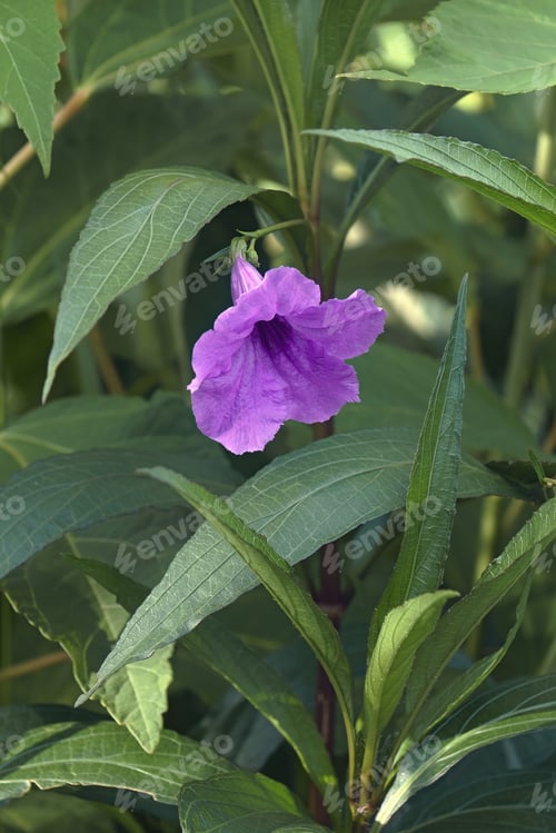 Preview: Britton'S Wild Petunia (Ruellia Simplex). Called Mexican Petunia And Mexican Bluebell Also