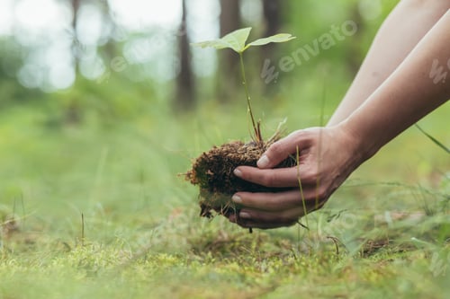 Preview: A woman plants a small oak tree in the forest, a volunteer helps to plant new trees in the forest