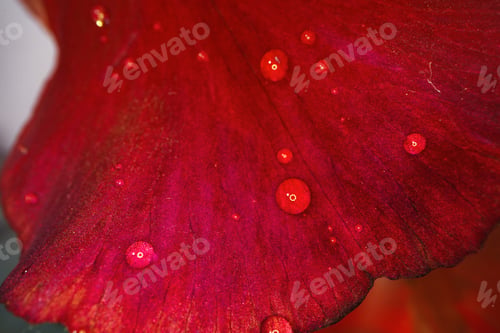 Preview: Close up of a red iris flower macro shot