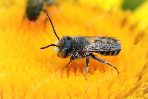 Preview: Closeup of a male alfalfa leafcutting bee, Megachile rotundata, on yellow flower Inula officinalis