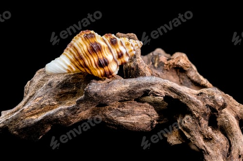 Preview: Gyrineum Gyrinum Shell on Driftwood