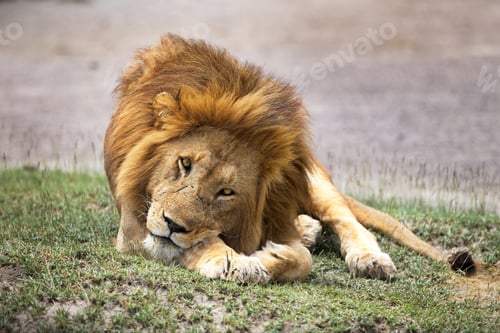 Preview: Big lion lying on the grass near a lake, and looking at the camera in Tanzania