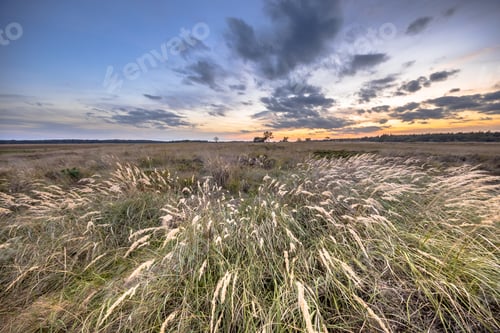 Vista previa: Paisaje natural de brezales con vegetación herbácea