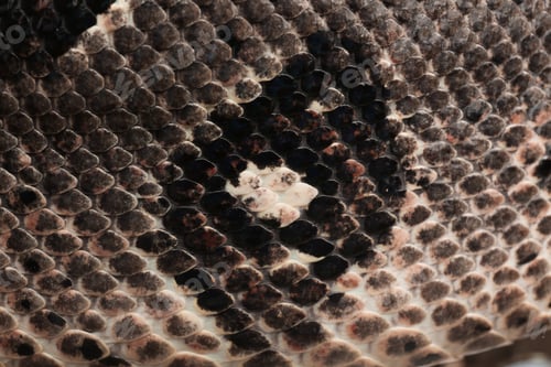 Preview: Closeup view of brown boa constrictor. Exotic snake