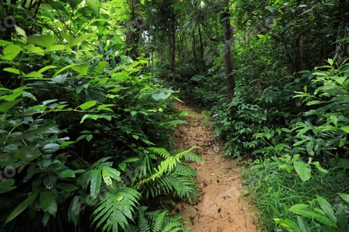 Preview: Asian tropical forest after rain