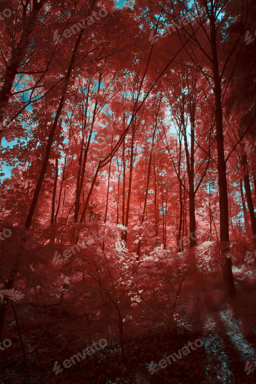 Preview: Infrared trees in beautiful forest