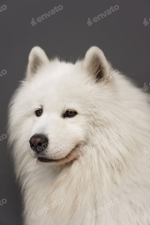 Preview: Close up portrait of beautiful Samoyed dog with white fur