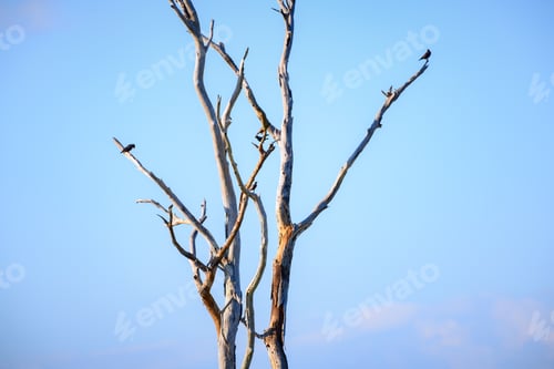 Preview: Dead tree and the birds, evening skies background.