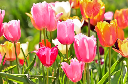 Preview: many colourful tulips in the field