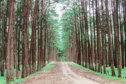 Preview: Pine trees with the beauty of nature