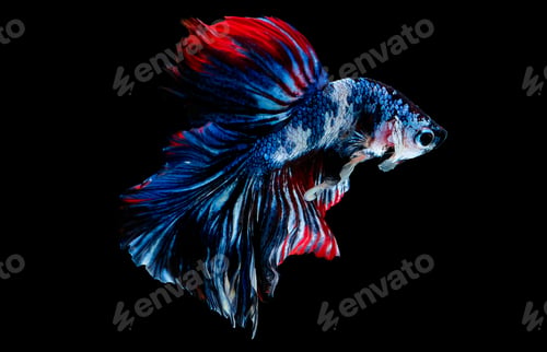 Preview: Colorful with main color of blue, red, pink and white betta fish, Siamese fighting fish