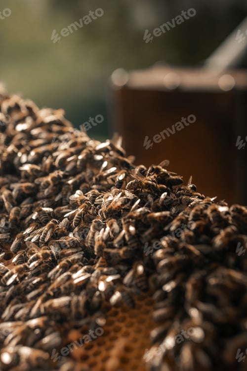 Preview: Honey Bees