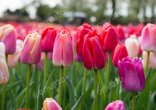 Preview: red and pink tulips