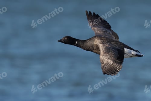 Preview: Majestic Brent Goose soaring over the tranquil ocean, its wings spread wid