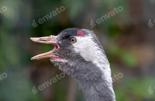 Preview: The red-crowned crane Close up portrait Grus japonensis also called the Japanese crane
