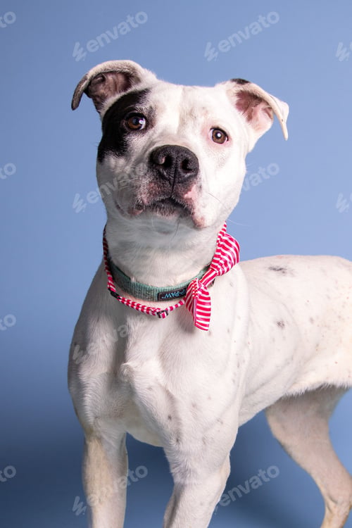 Preview: Vertical shot of an adorable white dog with a pink bow on its neck posing on a blue background