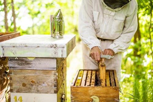 Preview: Beekeeping