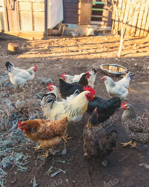 Preview: Chickens and a rooster in a henhouse. Selective focus.