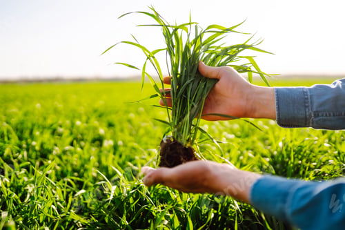 Preview: Young Green wheat seedlings in the hands of a farmer. Checking wheat field progress.