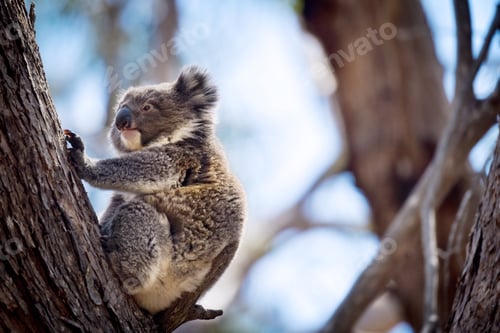 Preview: A baby koala sitting in a tree in the wild.