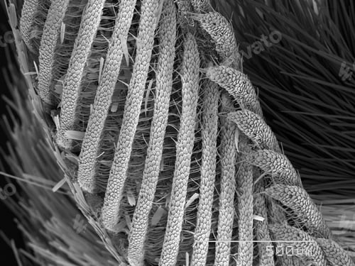 Preview: Moth antenna SEM