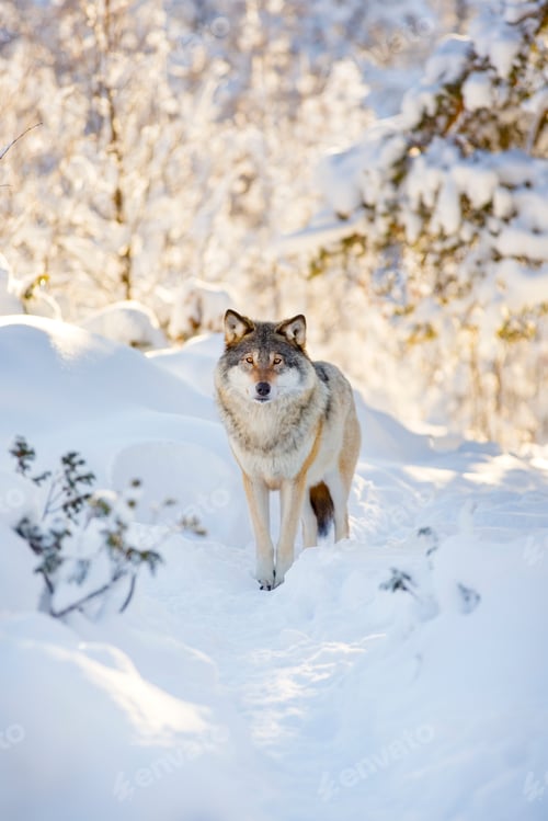 Preview: Wolf stands in beautiful winter forest