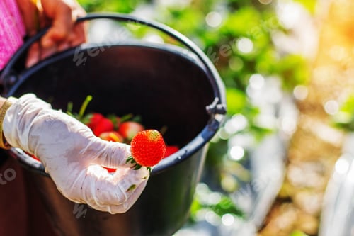 Preview: Strawberries in hands of gardeners