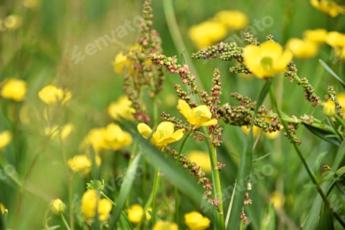 Preview: buttercups and sorrel flowers on green grass