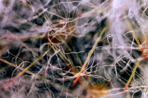 Preview: Macro shot of a Cephalocereus senilis cactus thorns and hairs under the light