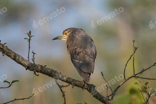 Preview: Indian Pond Heron (Ardeola grayii) perched on a branch with a blurred natural background