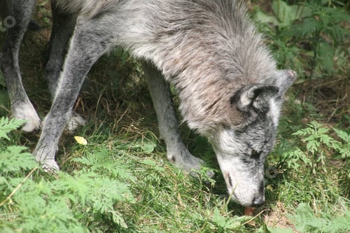 Preview: Closeup shot of a gray wolf sniffing on something on a grassy ground