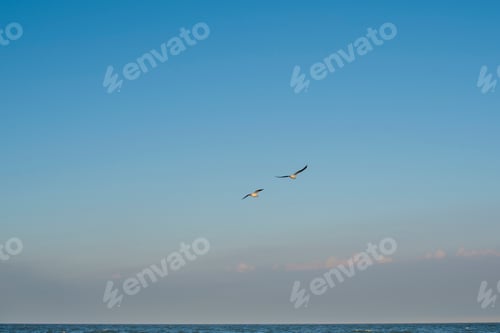 Preview: Birds gracefully flying above the calm ocean waters