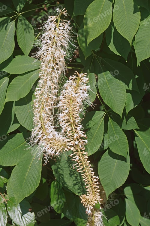 Preview: Rogers Bottlebrush Buckeye (Aesculus Parviflora Var. Serotina Rogers)