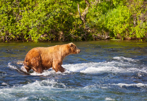 Preview: Bear on Alaska