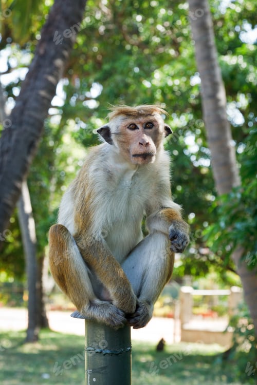 Preview: Long tailed macaque