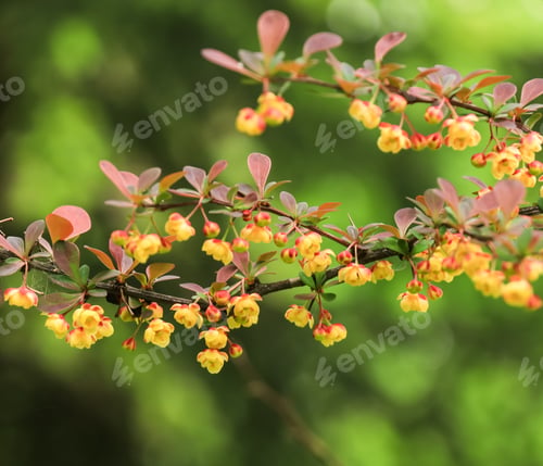 Preview: Branches of Berberis with yellow flowers and red leaves on a green background