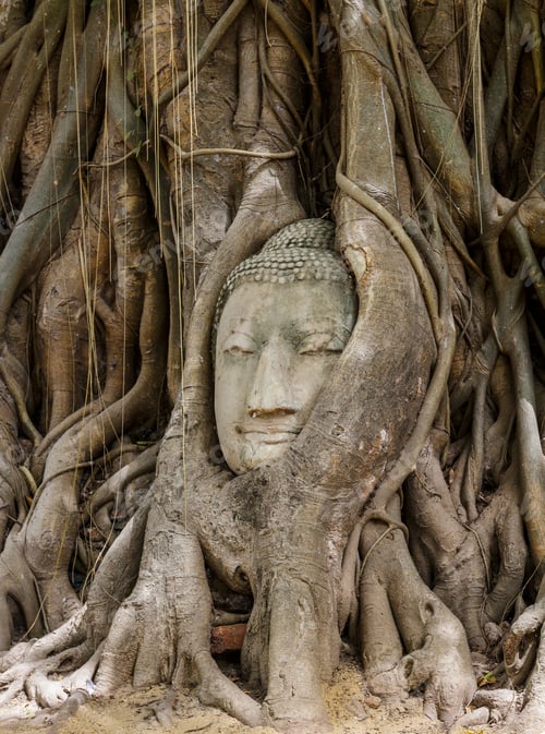 Preview: Buddha head in banyan tree at Ayutthaya