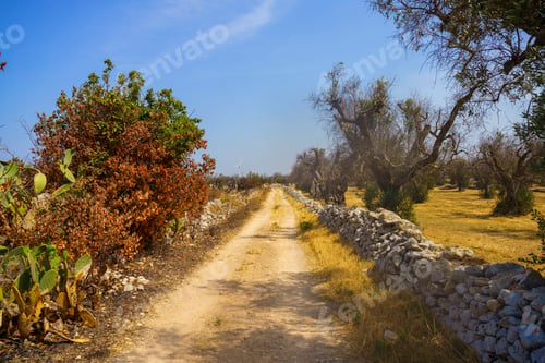 Preview: Rural landscape in Apulia near Lecce
