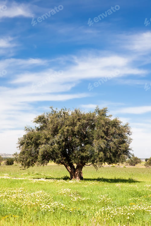 Preview: Lonely tree in a green field