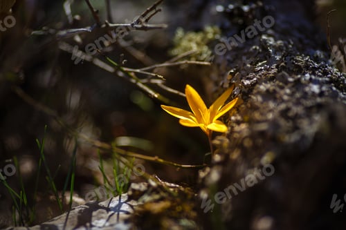 Preview: Beautiful wild primroses in the forest. spring